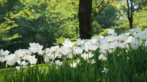 Hangzhou, Tulpė, Princos Įlanka, Baltos Gėlės, Sodas, Gamta, Žalias, Pavasaris
