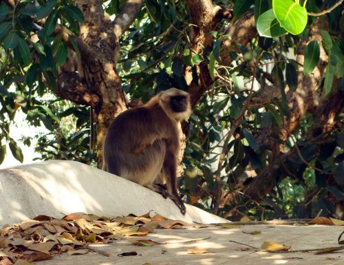 Hanuman Langur, Beždžionė, Jamun Medis, Syzigium Cumini, Gervuogių Medis, Dharwad, Stogo Viršus, Indija