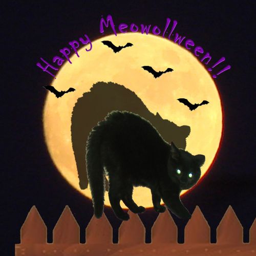 Halloween,  Katė,  Šikšnosparniai,  Mėnulis,  Iliustracija,  Sezoninis,  Laimingas Meowolleen