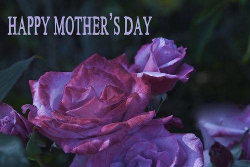 Kortelė,  Pasveikinimas,  Motinos Dienos & Nbsp,  Gėlė,  Fonas,  Rožinis,  Rožė,  Laiminga Motinos Diena Kortelė