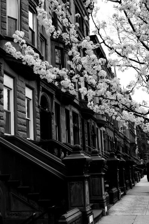 Harlem, Gatvė, Juoda Ir Balta, Miestas, Pastatas, Architektūra, Jungtinės Valstijos, Niujorkas, Pavasaris, Perspektyva