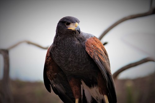 Harris Hawk,  Paukštis,  Raptor,  Mėsėdis