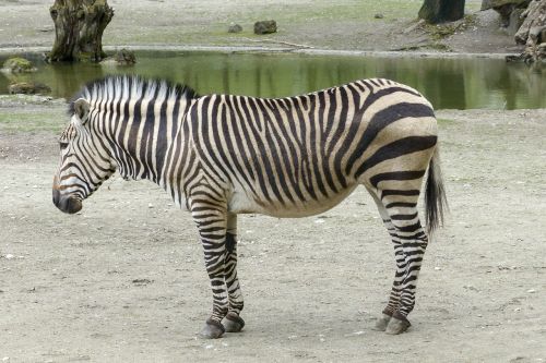 Hartmann Kalnų Zebra, Zebra, Pietvakarių Afrika, Žinduolis, Laukinė Gamta, Gyvūnas, Gamta, Dryžuotas
