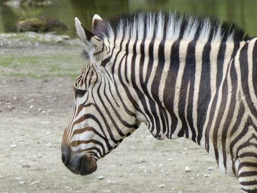Hartmann Kalnų Zebra, Zebra, Pietvakarių Afrika, Žinduolis, Laukinė Gamta, Gyvūnas, Gamta, Dryžuotas, Galva, Portretas, Iš Arti