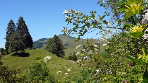 Haute Savoie, Alpės, Gamta, Gėlės