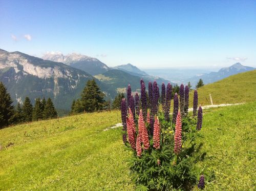 Haute-Savoie, Alpės, Kalnas, Gėlės