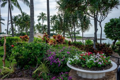 Hawaii, Gėlės, Sodas, Atogrąžų, Gamta, Vasara, Egzotiškas, Havajų Gėlės, Gėlių, Šventė, Žalias, Palmės, Spalvinga