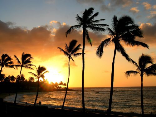Hawaii, Atogrąžų, Palmė, Hawaii Beach