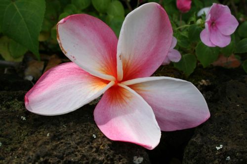 Hawaii, Kauai, Atogrąžų, Gamta, Rojus, Gėlė