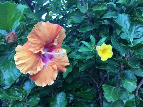 Hawaii, Hibiscus, Gėlė