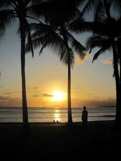 Hawaii, Papludimys, Jūra, Sonnenunergang, Palmės