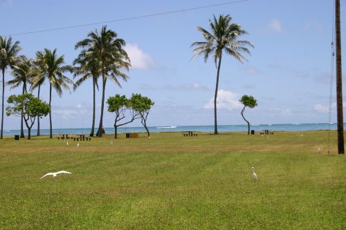 Hawaii, Papludimys, Palmės, Jūra, Vandenynas