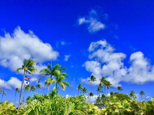 Hawaii, Aloha, Palmė, Mėlynas Dangus, Atsipalaiduoti, Kurorto Havajai, Palmės, Mėlynas Dangus, Vasaros Atostogos, Kurortas, Ir Mėlynas, Atmosfera, Dangaus Mėlynumo, Subtropics, Dangus, Lapai, Debesis