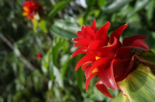 Hawaii,  Gėlė,  Atogrąžų
