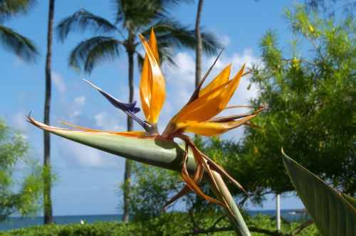Hawaii, Kauai, Gamta, Augalai, Gėlės