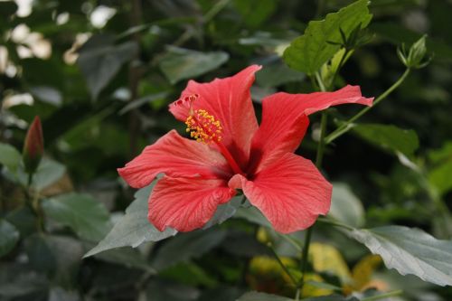 Hawaibloem, Hibiscus, Hawaii, Gėlė
