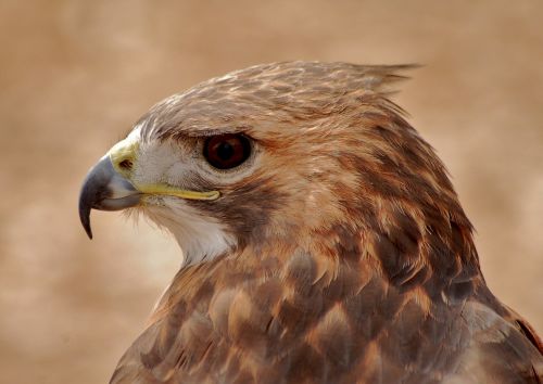 Vanagas, Plėšrusis Paukštis, Raptoras, Paukštis, Gamta, Natūralus, Amerikietis, Laukinė Gamta, Plėšrūnas, Ruda, Snapas