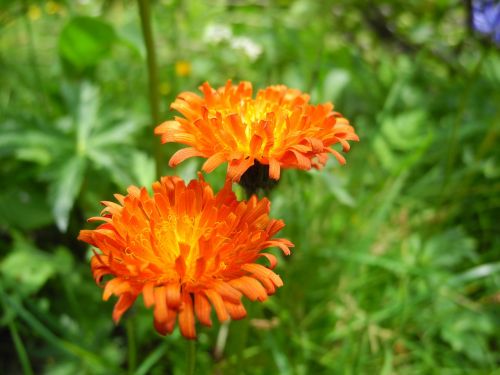 Hawkweed, Gėlė, Oranžinė, Augalas, Makro, Kalnai