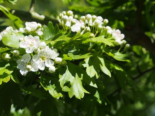 Hawthorn,  Žiedas,  Gamta