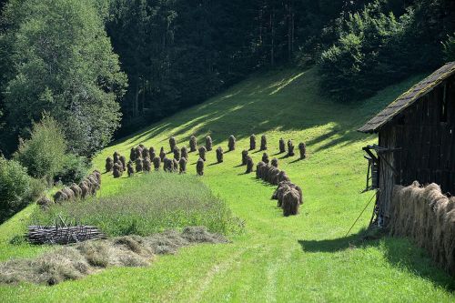 Šienas, Pieva, Stadl, Žemdirbystė, Vasara