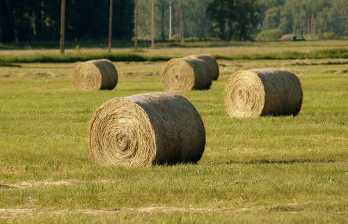 Hay,  Ryšulius,  Kraštovaizdis,  Laukas,  Kaimas,  Žemdirbystė,  Apvalus,  Žolė Skoszona