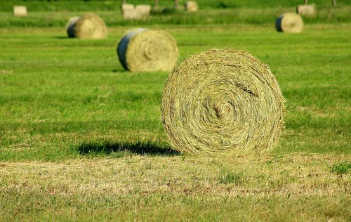 Hay,  Pjauti Žolę,  Šienavimo,  Žemdirbystė,  Apvalus,  Pobūdį,  Kraštovaizdis,  Pieva