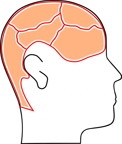 Galva, Smegenys, Protas, Smegenų Audra, Atmintis, Organas, Žmogus, Žvalgyba, Mokslas, Nemokama Vektorinė Grafika