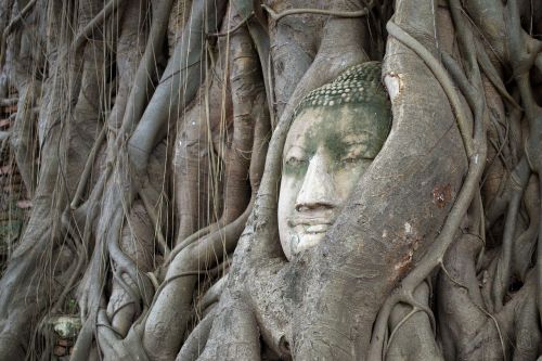 Dievo Galva, Bodhi Medis, Ayutthaya, Turizmas, Simbolis