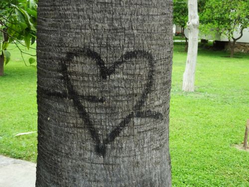 Širdis, Medis, Meilė, Valentino Diena