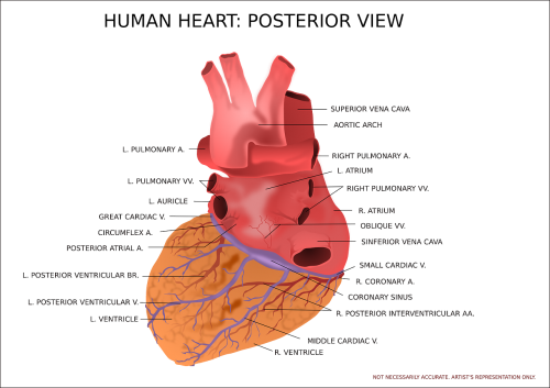 Širdis, Skilvelis, Organas, Žmogus, Anatomija, Medicinos, Medicina, Diagnostika, Širdies Plakimas, Impulsas, Arterija, Venos, Nemokama Vektorinė Grafika