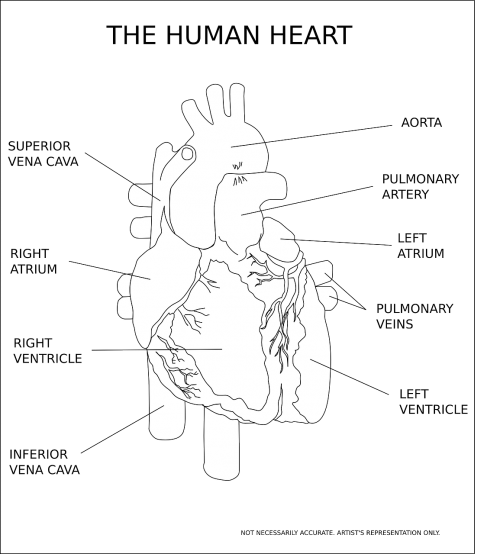 Širdis, Skilvelis, Organas, Žmogus, Anatomija, Medicinos, Medicina, Diagnostika, Širdies Plakimas, Impulsas, Arterija, Venos, Nemokama Vektorinė Grafika