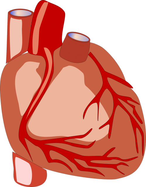 Širdis, Žmogaus Širdis, Anatomija, Medicina, Sveikata, Medicinos, Sveikatos Apsauga, Nemokama Vektorinė Grafika