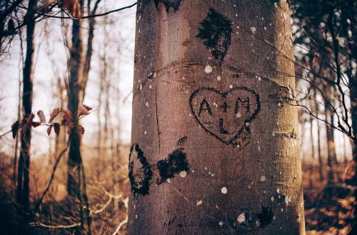 Širdis, Meilė, Medis, Pradėti, Miškai, Miškas, Pora