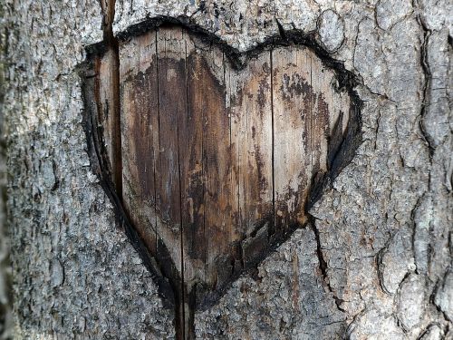 Širdis, Meilė, Romantika, Medžio Žievė