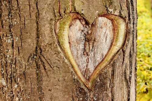 Širdis, Medis, Meilė, Valentino Diena, Žievė, Medžio Žievė, Lojalumas, Santykiai