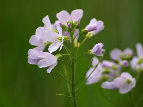 Heath Orchidėja, Šviesiai Violetinė, Žiedas, Žydėti, Gamta, Laukinės Gėlės