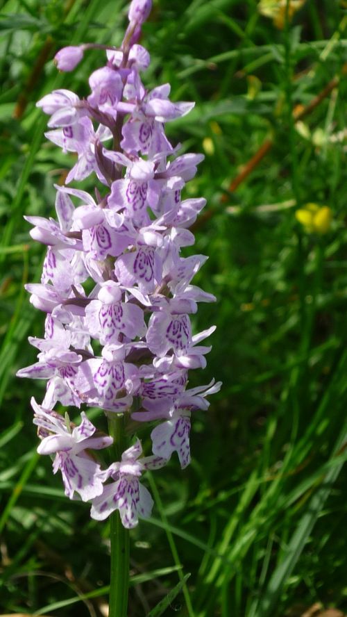 Heath Spotted Orchid, Vokiečių Orchidėja, Mažos Gėlės, Kalnų Pieva, Uždaryti, Apsaugotas, Žydintis Augalas, Žygiai