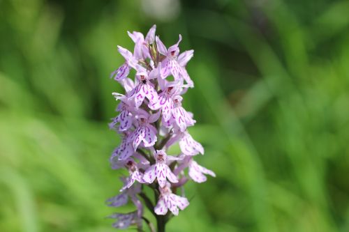 Heath Spotted Orchid, Widlblume, Orchidėja, Balta Violetinė