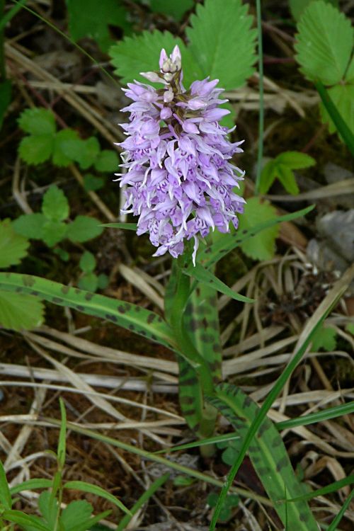 Heath Spotted Orchid, Orchidėja, Saugoma Augalija