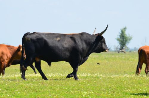 Heckrund, Gamta, Gyvūnas