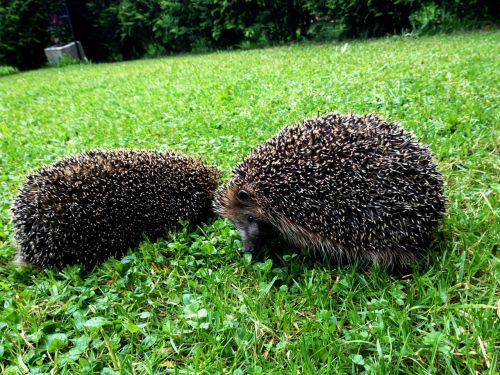 Ežiukai, Gyvūnai, Lauke, Makro, Iš Arti, Žolė