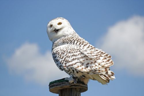 Hedwig, Haris Poteris, Balta, Baltoji Pelėda, Pelėdos, Laukinės Gamtos Fotografija, Paukštis, Plėšrusis Paukštis