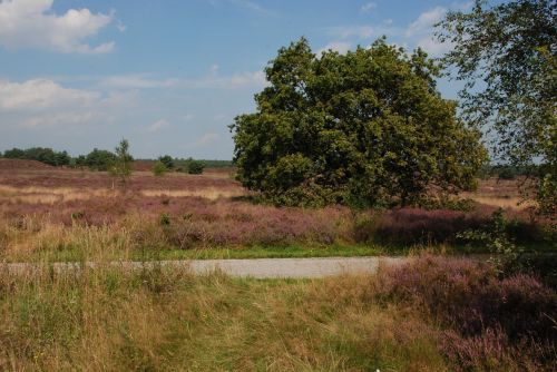 Heide, Žydėti, Veluwe, Kelias, Kelias, Kraštovaizdis, Gamta, Medis, Nyderlandai