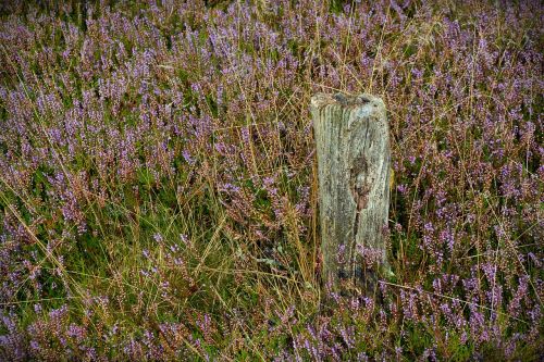 Heide, Krūva, Gamta, Virėja, Lüneburg Heath, Gamtos Rezervatas, Stendas, Takas, Medis, Heathland, Žygiai