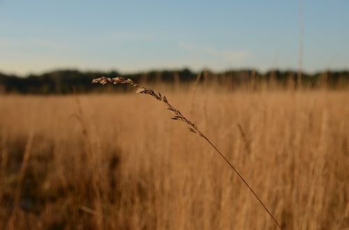 Heide, Žiema, Filialas, Šaltas, Kraštovaizdis, Gamta, Laukas, Žolė