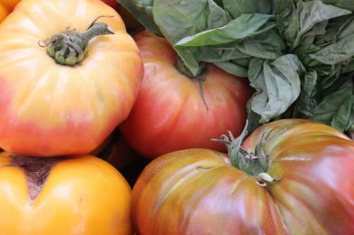 Palikuonys, Pomidorai, Pomidoras, Daržovių, Raudona, Sveikas, Ekologiškas, Sveikas Maistas, Šviežios Daržovės