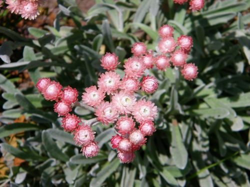 Helichrysum, Amžinas, Gėlė, Rožinis