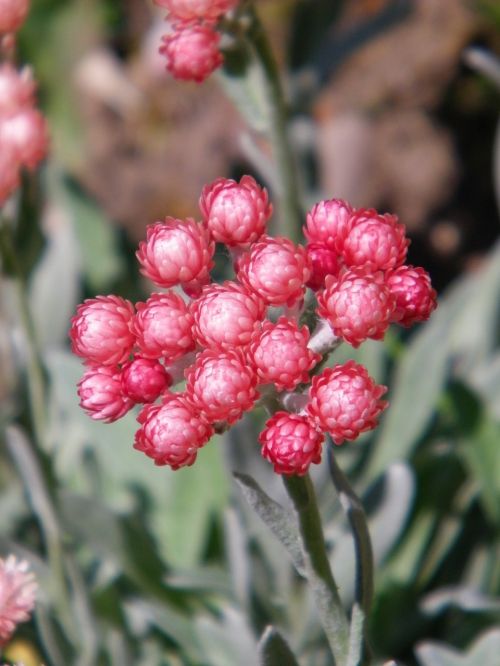 Helichrysum, Amžinas, Gėlė, Rožinis