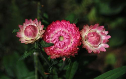 Helichrysum, Strawflower, Gėlės, Rožinis, Augalai
