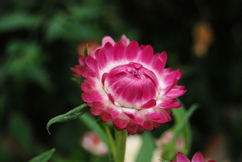 Helichrysum, Strawflower, Gėlės, Rožinis, Augalai